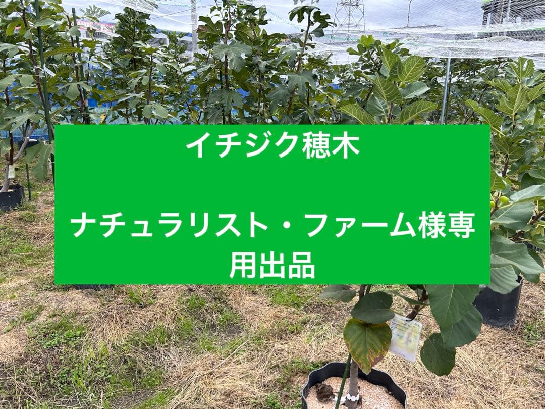 イチジク穂木　専用出品です。