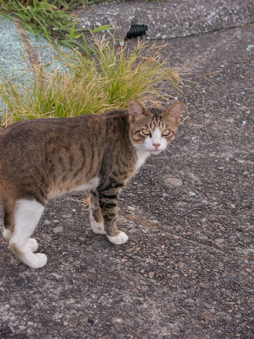 Panasonic LUMIX 14-45mm マイクロフォーサーズ レンズ