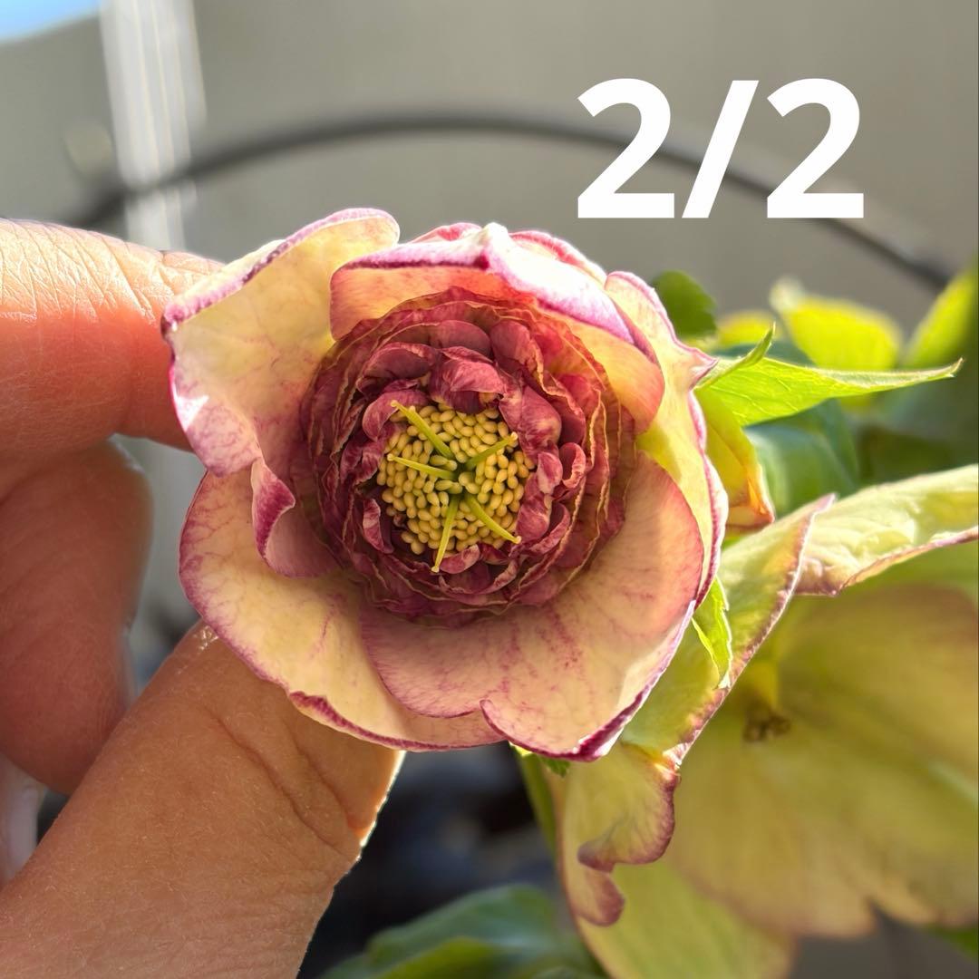 【加藤農園】クリスマスローズ　認定モーリープリマヴェーラ《1/19》