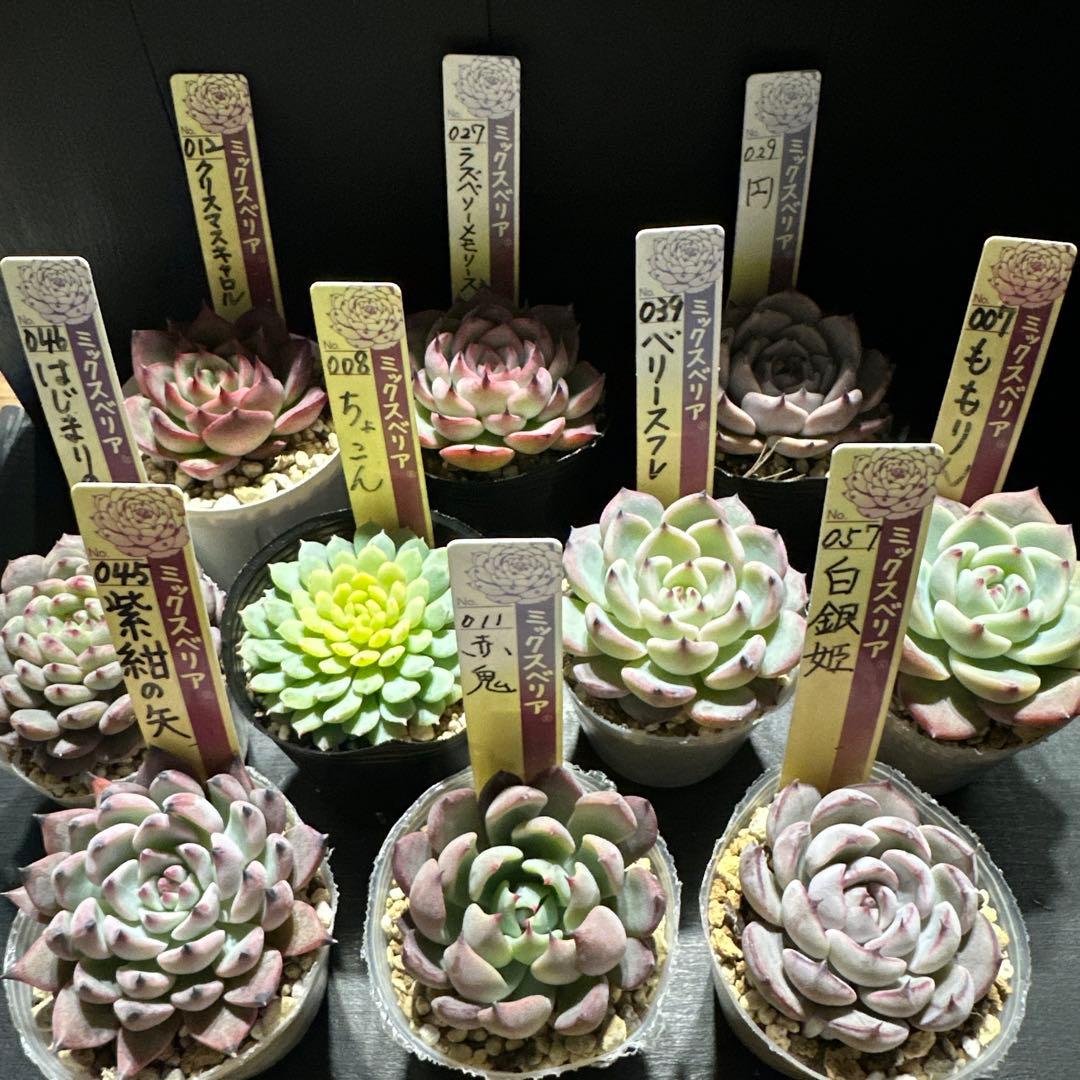 ゆ*ま様 おらいさん苗10点セット　まだまだ成長お楽しみに♡札なし