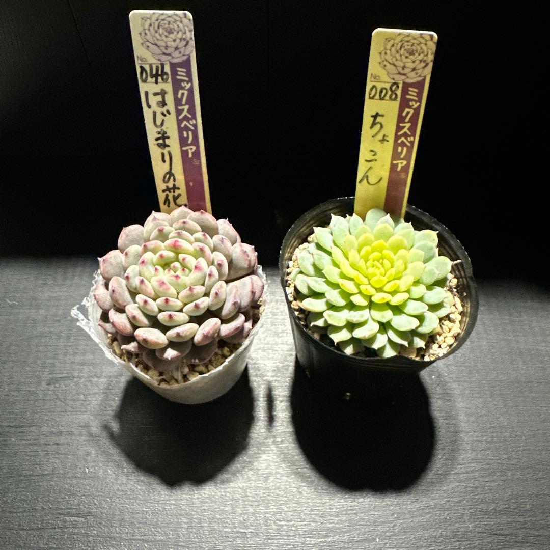 ゆ*ま様 おらいさん苗10点セット　まだまだ成長お楽しみに♡札なし