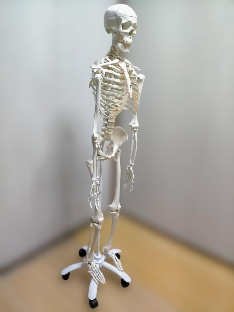【送料無料】美品 3B Scientific 等身大 骨格模型 スタンド付
