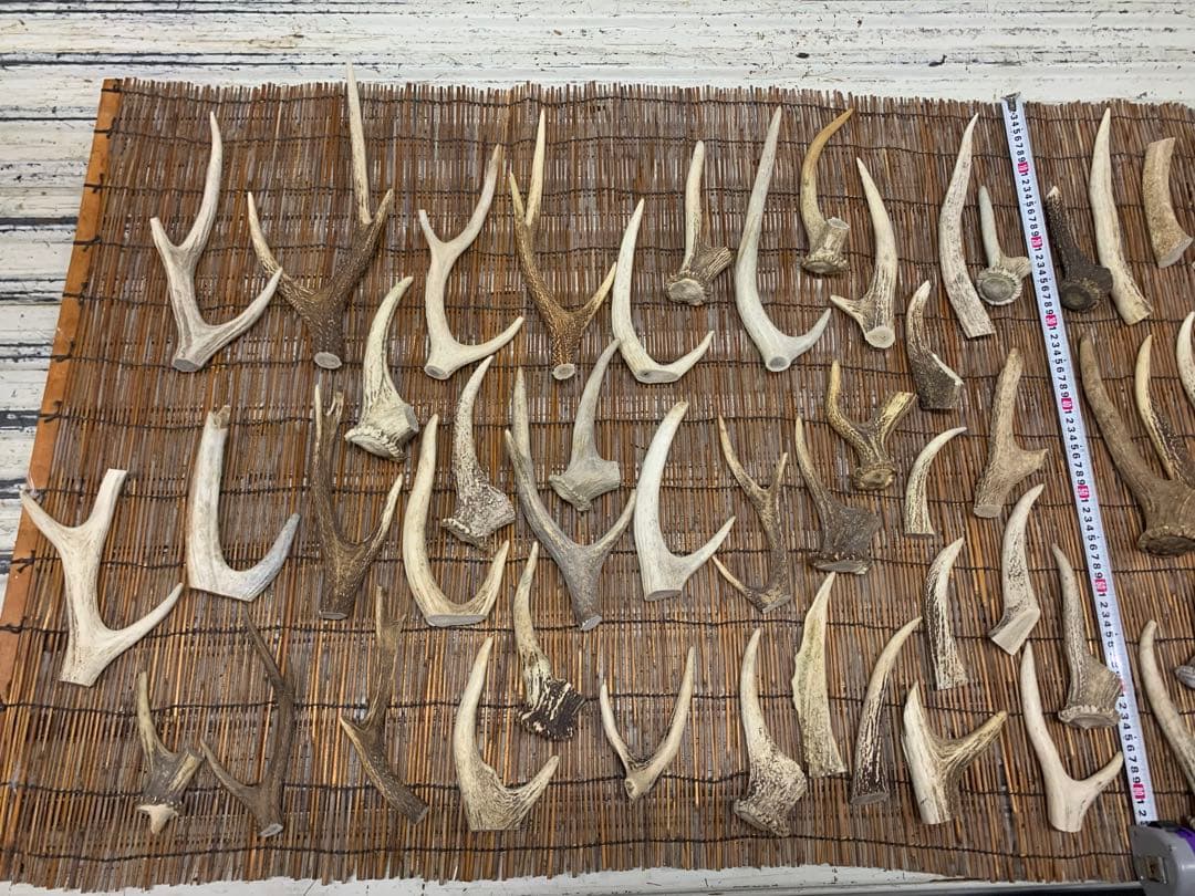 12.5kg 鹿の角　エゾシカ　角 端材　アクセサリー　パーツ素材