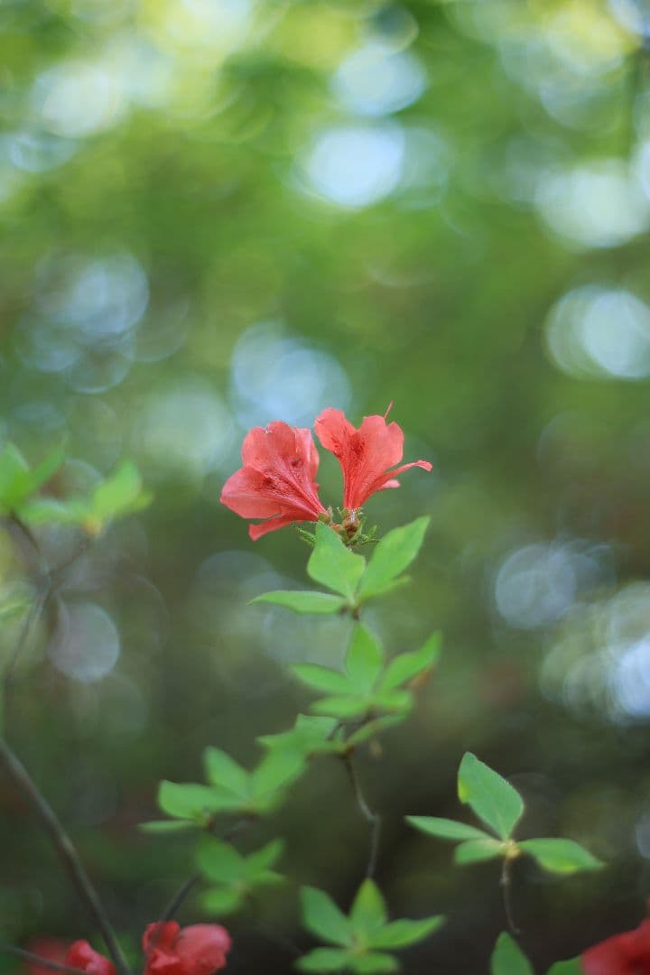 Super-Takumar 55mm F1.8 前期型 S/N：1087713