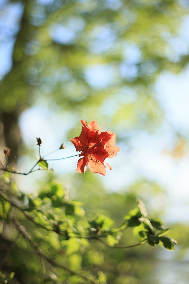Super-Takumar 55mm F1.8 前期型 S/N：1087713