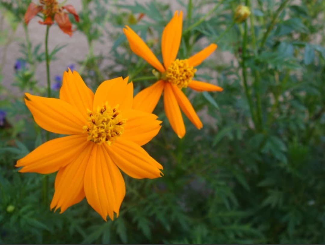 実写美⭕️【動作確認済み】SONY ソニー　Cyber-shot DSC-T70