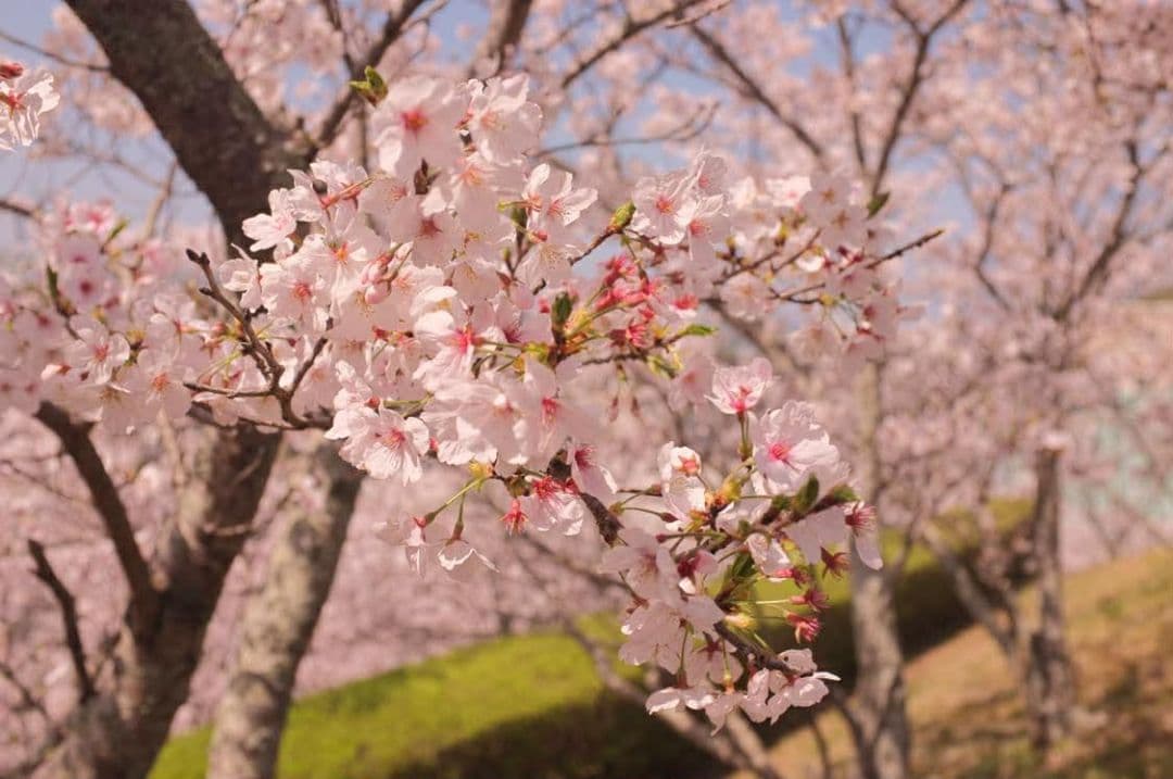 Fujifilm FUJI X100 23mm f/2レンズ