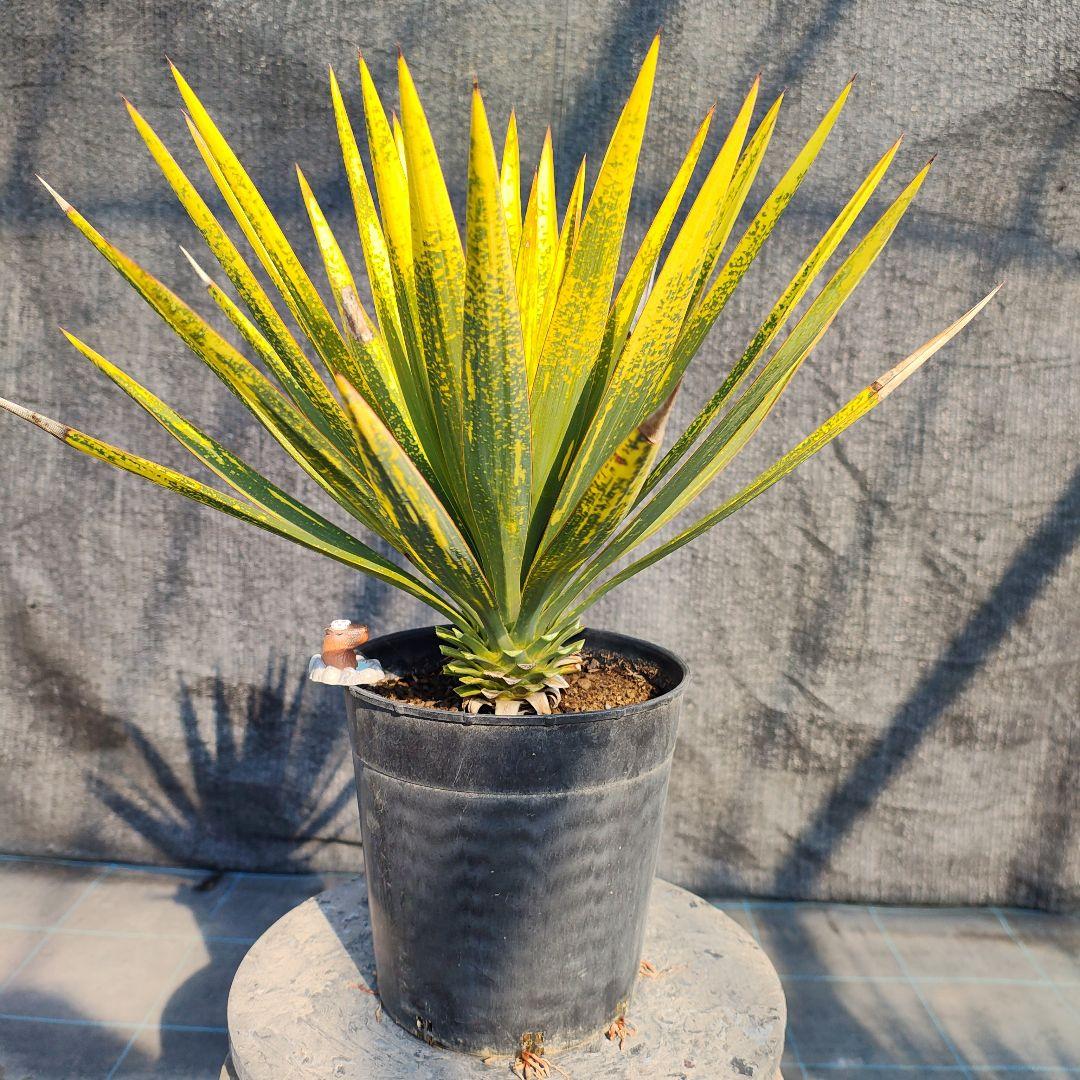 ユッカ　グロリオサ　散り斑