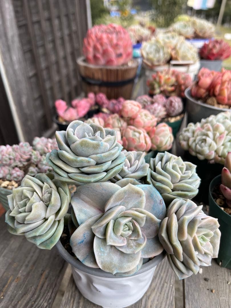 メルカリ便発送！さとぴ・多肉☆ラブリーローズ・大・42苗+18苗=60苗