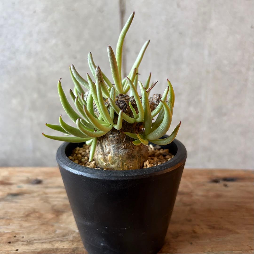 チレコドン ペアルソニー