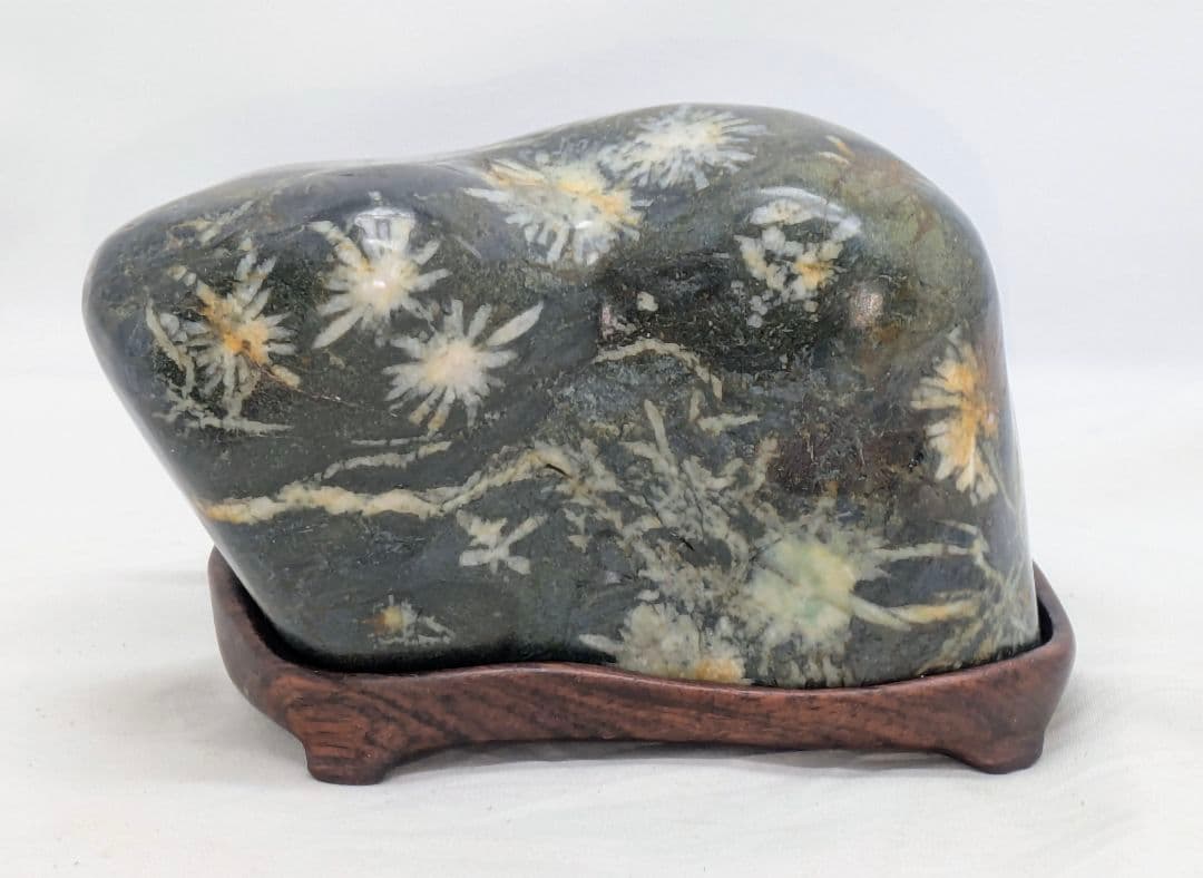 T*n様 菊花石　モスグリーン母岩に白の小花　根尾 鑑賞石 水石 自然石　紫檀台