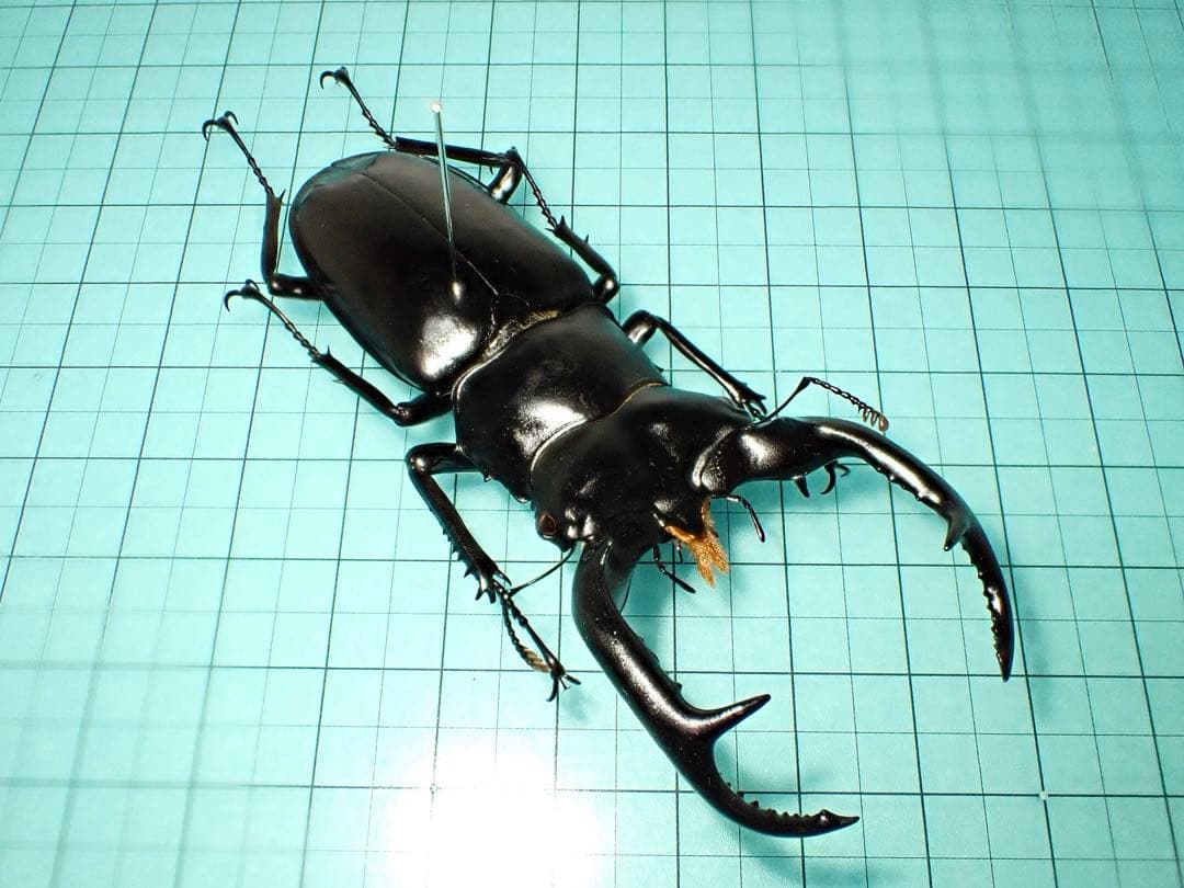 ナカジ　ウエストウッディ　カズミアエ　ミャンマー産　野外品　79.2ミリ