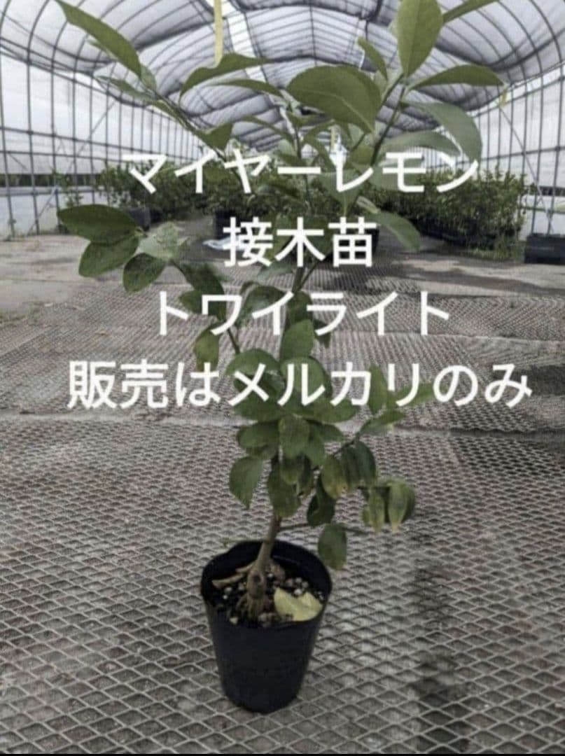 マイヤーレモン接木苗　10本レモン　柑橘苗　接木苗