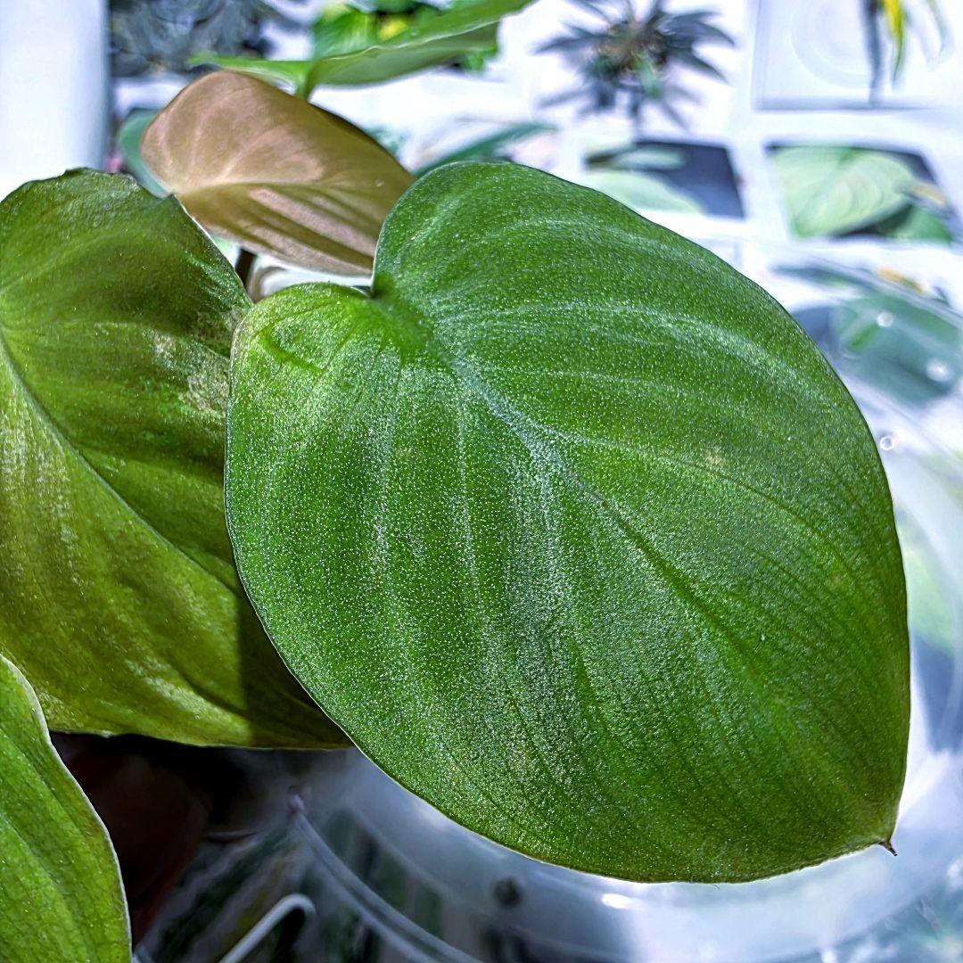 ‼️カイロコンパクト‼️　LA便正規タグ付　ホマロメナ　黒兎×AIG