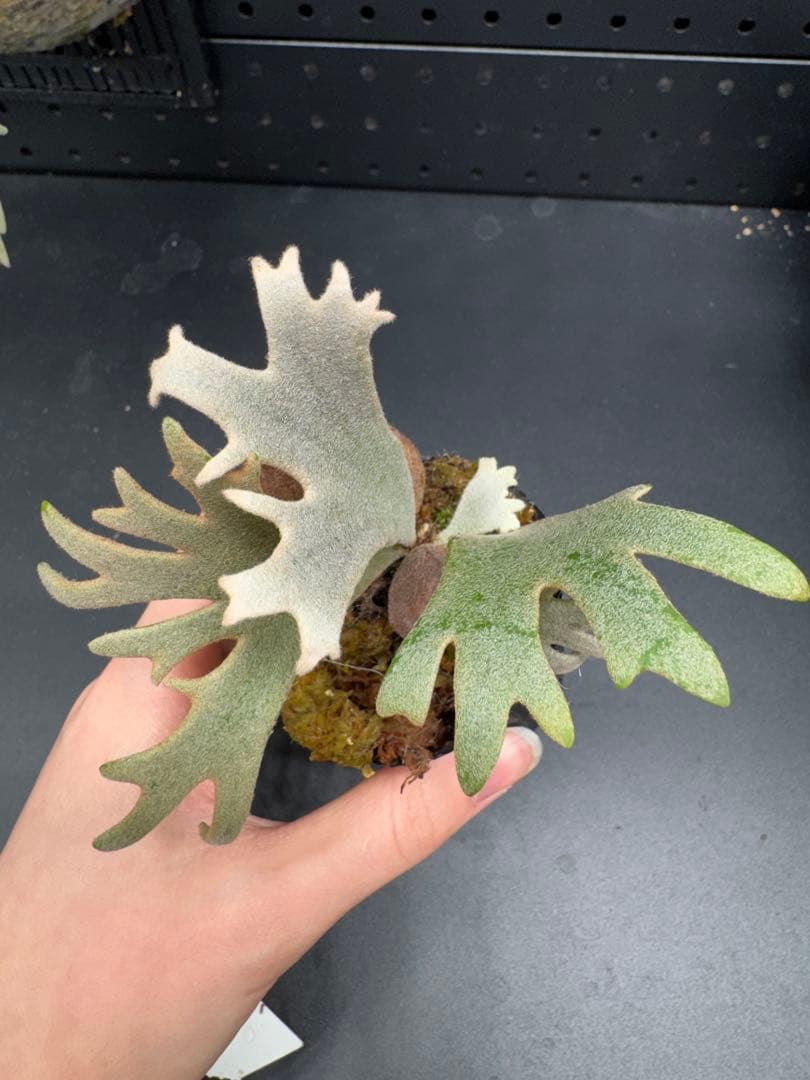 【平凡之鹿】YMDS Totoro HHRナーセリータグ付け #114