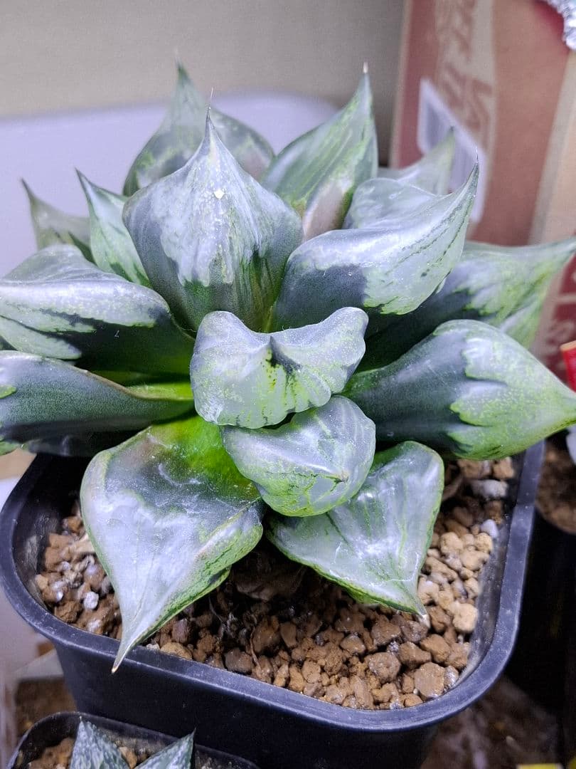 ハオルチア裏般若　徳大！　検索用…コンプト、オブツーサ、錦、コレクタ、