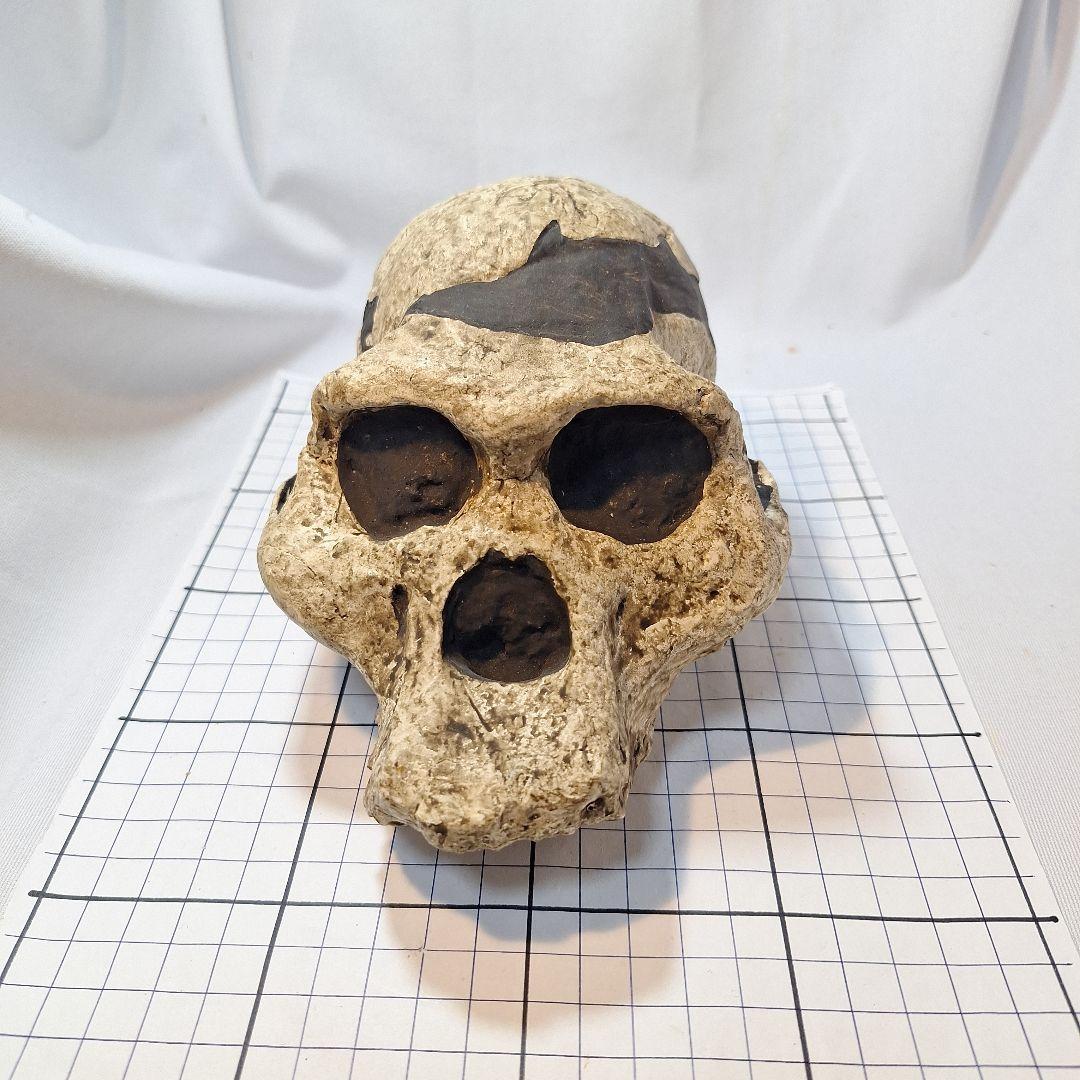 アウストラロピテクス·アフリカヌス実物大模型