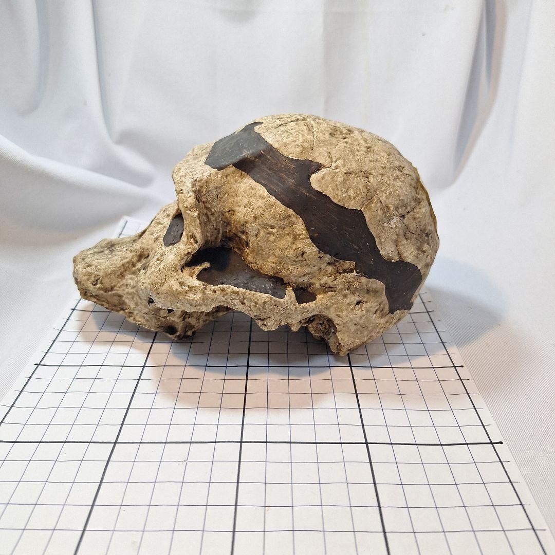 アウストラロピテクス·アフリカヌス実物大模型