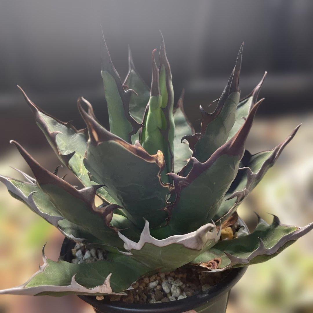 蝦*江様 アガベ　ハイブリッド　キシロナカンサ×チタノタ　キシロチタ　台湾輸入株