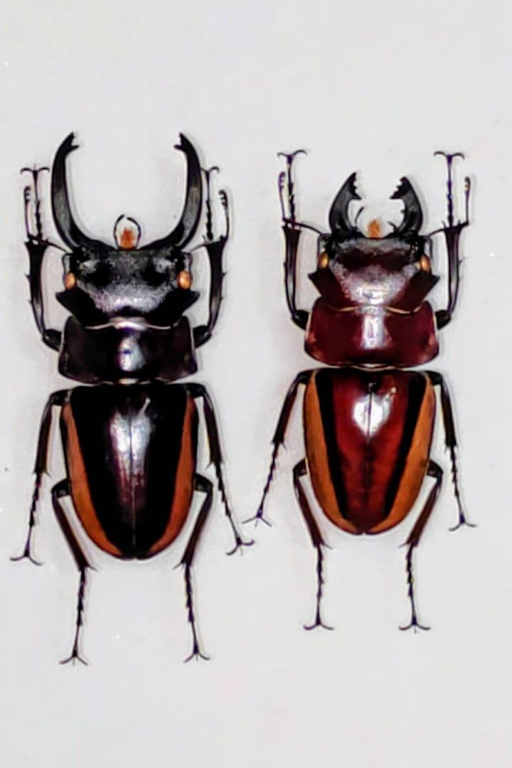 スチーブンスツヤクワガタ 亜種 標本