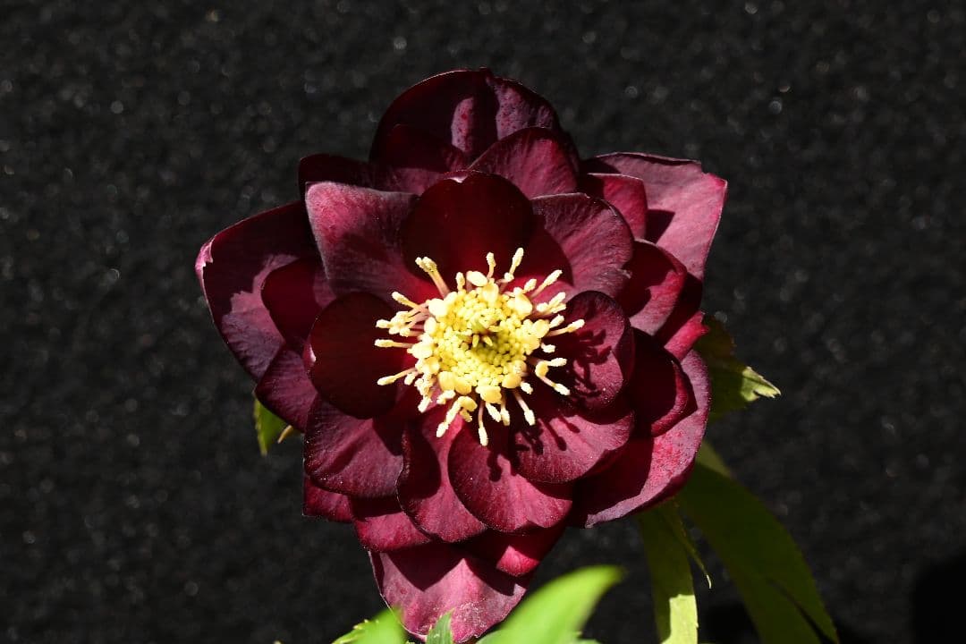 クリスマスローズ　認定グロッシーカラー　加藤農園