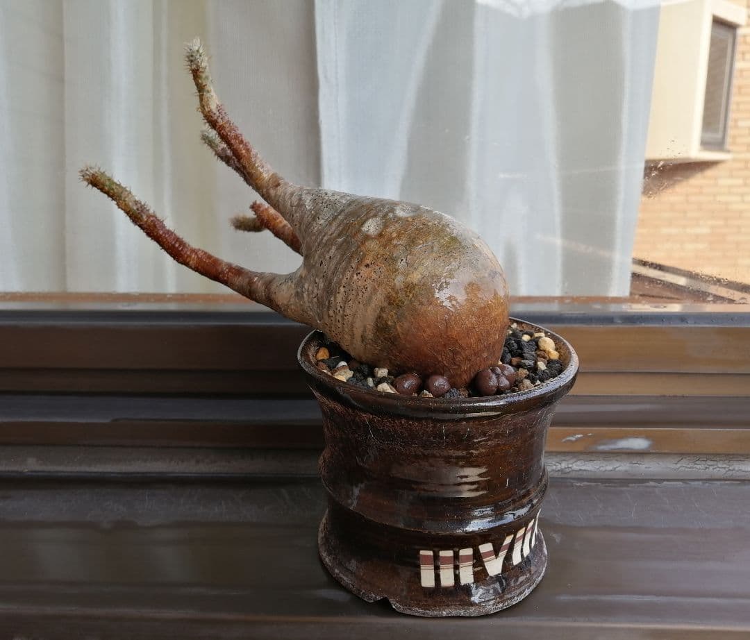 グラキリス現地球 ✮週末セール 2500円引き