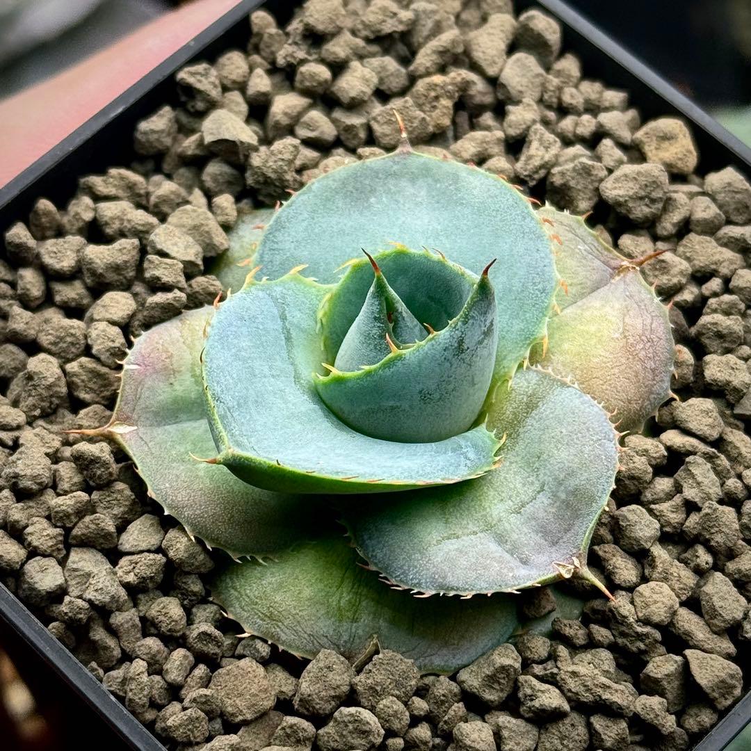 アガベ グアダラハラナ（圓葉瓜達）