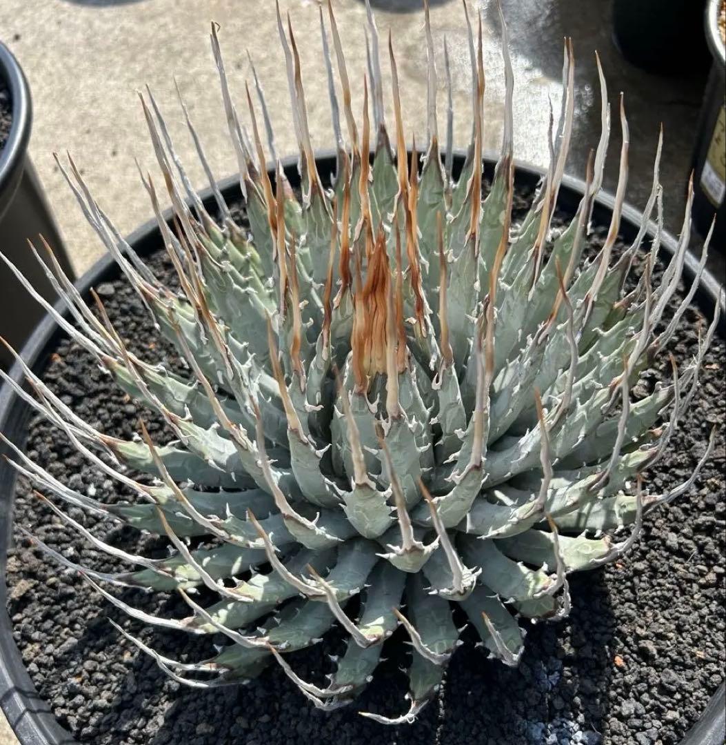 TM Gardenutahensis eborispina ユタエンシス