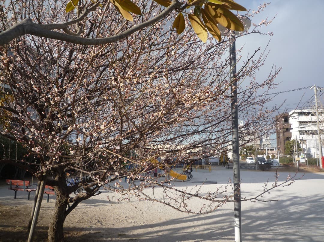 実写美⭕️【動作確認済】パナソニック デジカメ LUMIX DMC-FX35