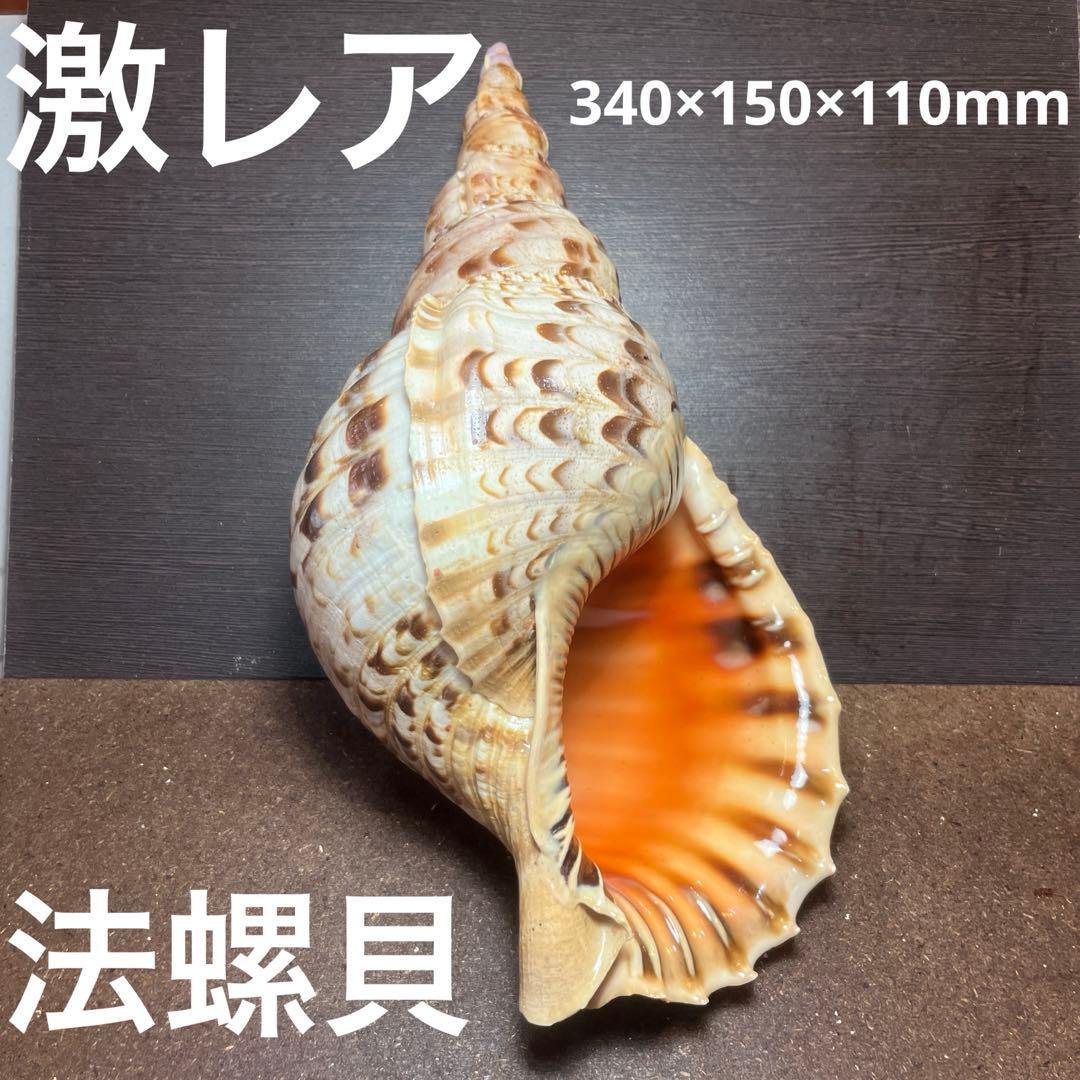 激レア　長崎県産　法螺貝　ホラガイ