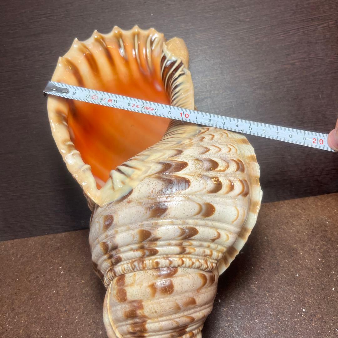 激レア　長崎県産　法螺貝　ホラガイ