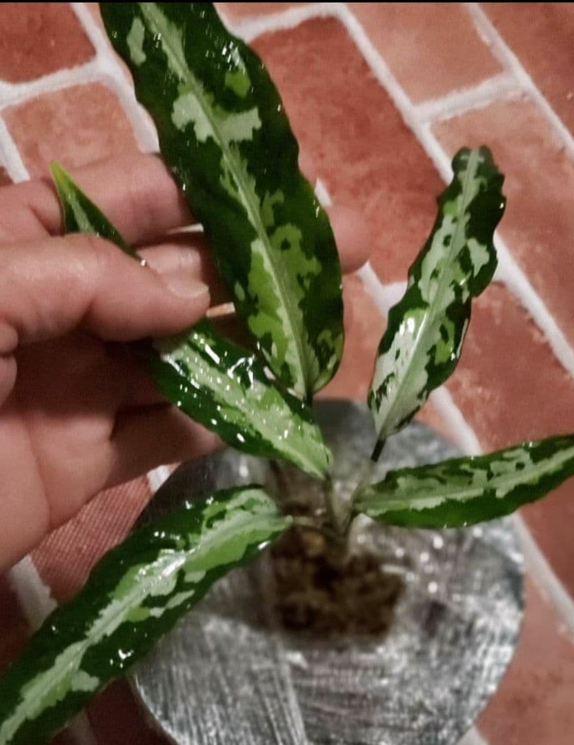 その他観葉植物 Aglaonema pictum