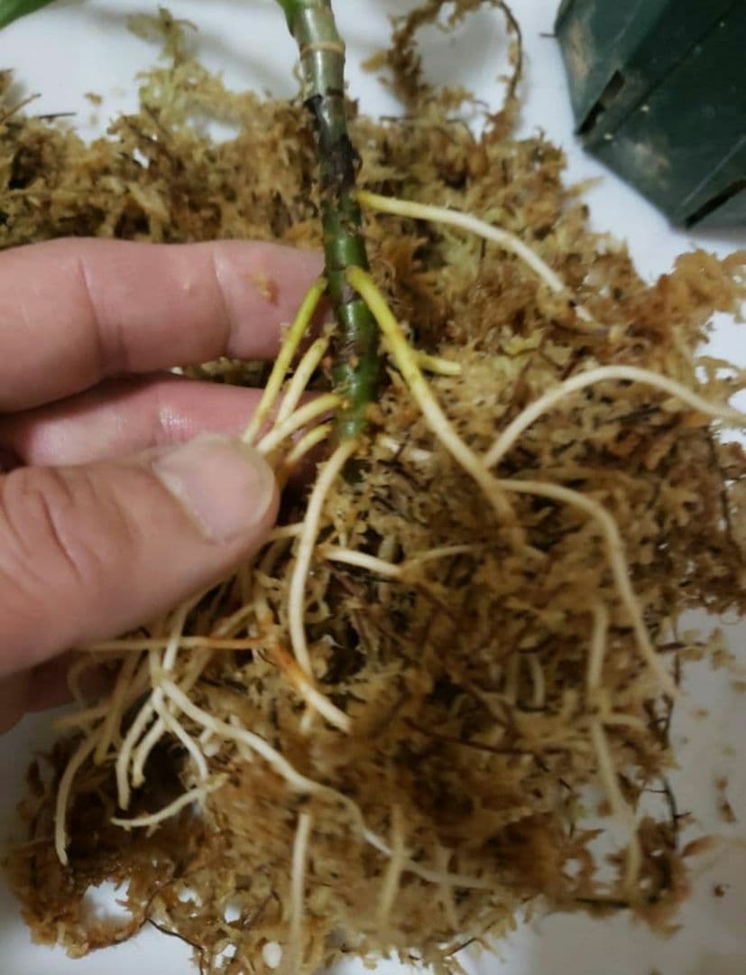 その他観葉植物 Aglaonema pictum