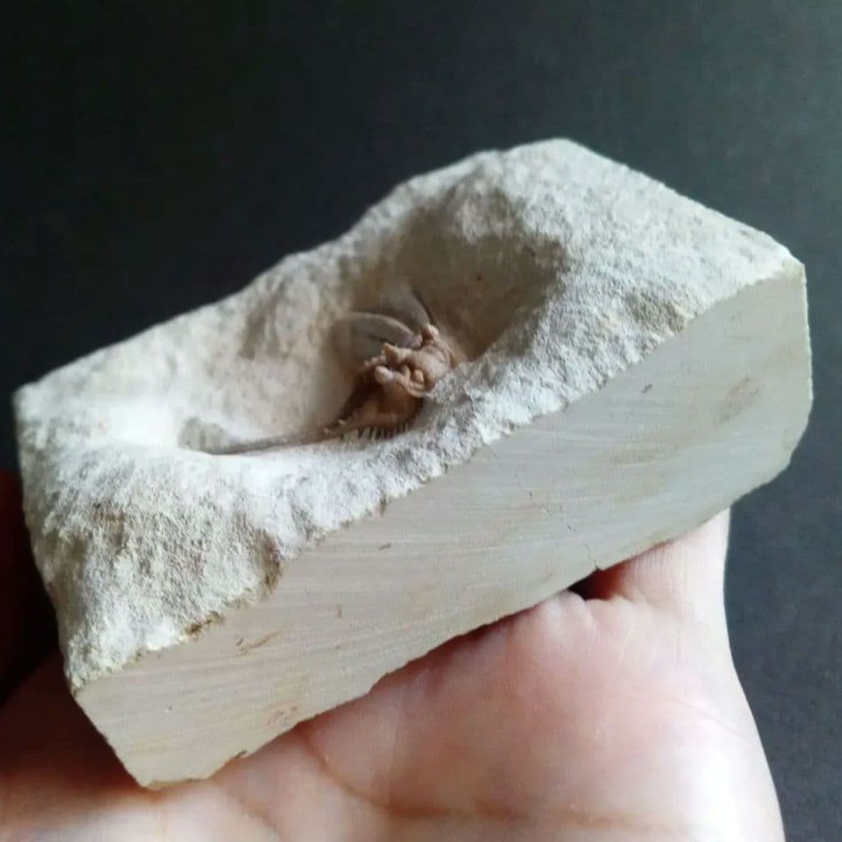 三葉虫　USA　ケトネラスピス　極美　希少