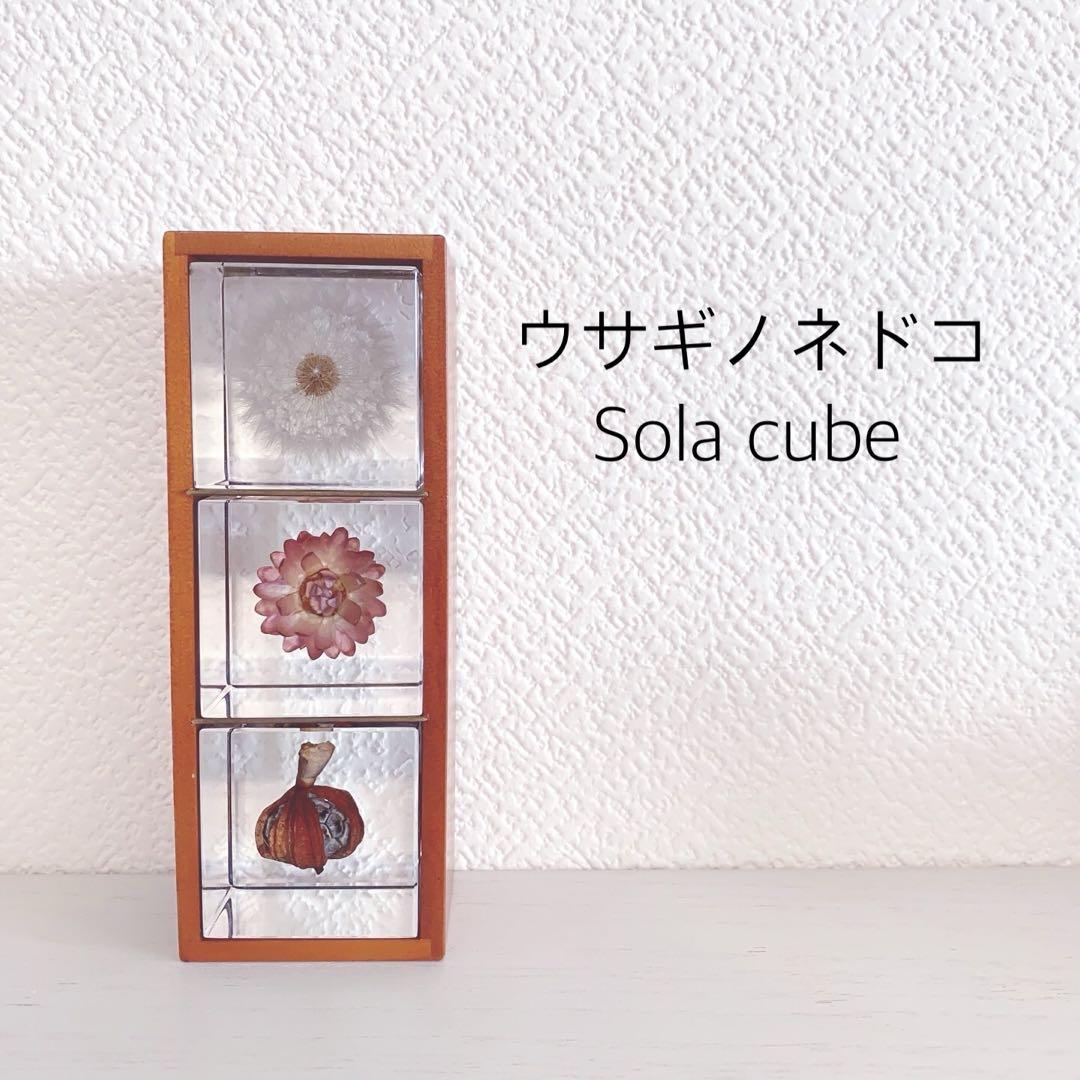 ウサギノネドコ Sola cube ３種類セット　標本ケース付き