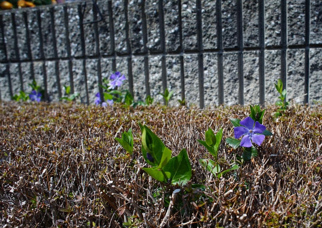 【美品】ニコン Nikon Ai Nikkor 24mm f/2.8S