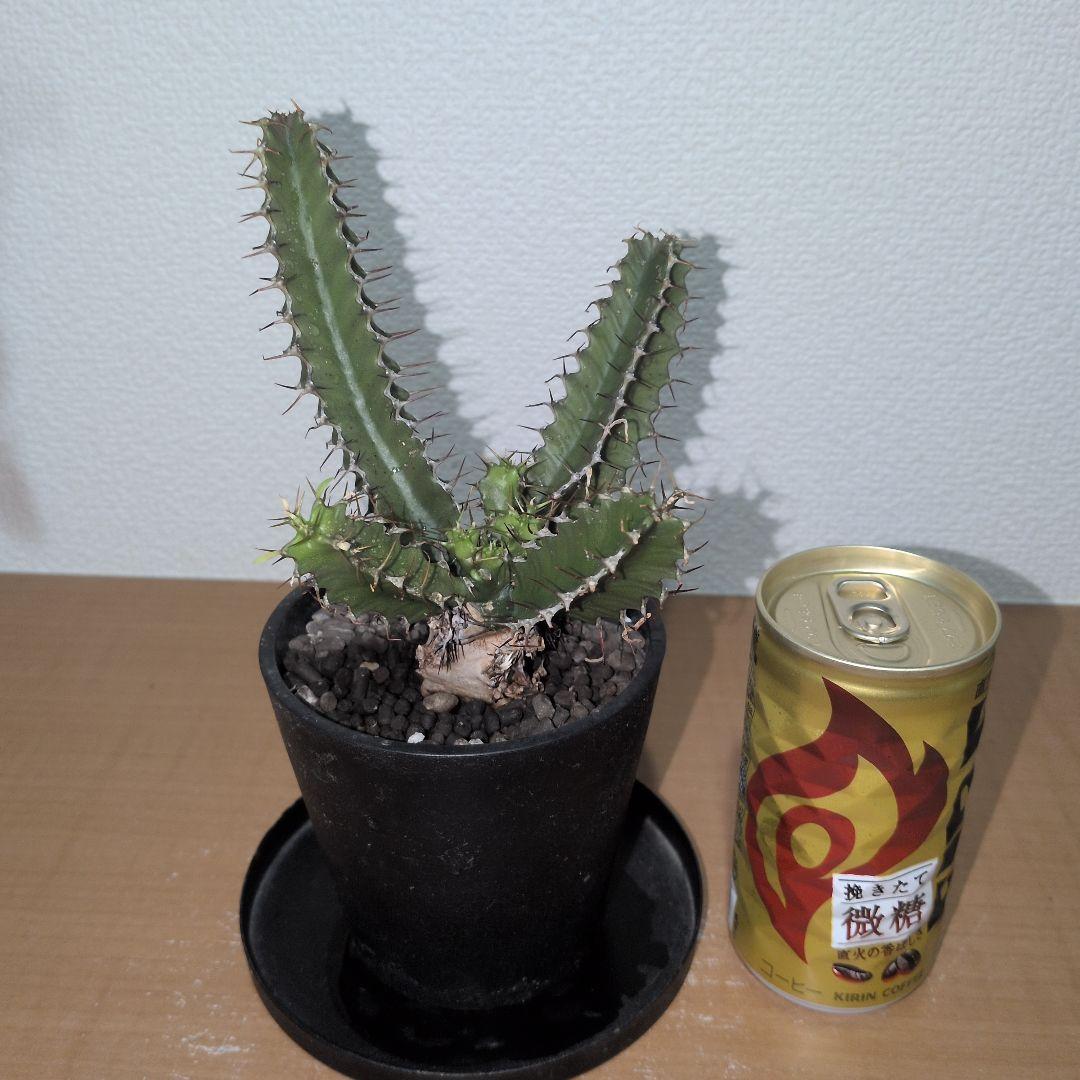 ユーフォルビア　ムランジーナ　実生株 （鉢付き)