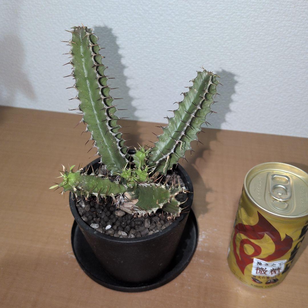 ユーフォルビア　ムランジーナ　実生株 （鉢付き)