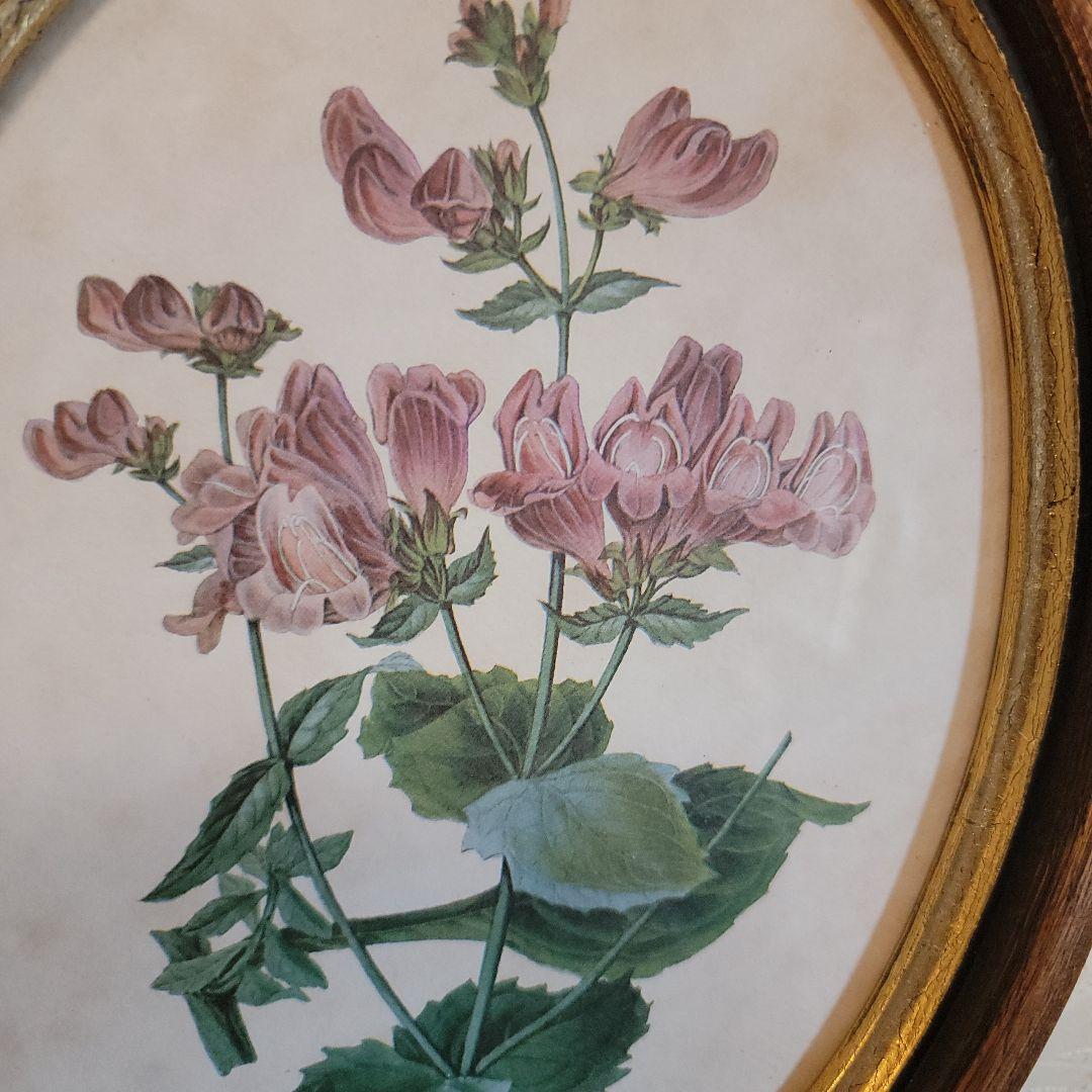 くれは様用です！！　ヴィンテージ　イタリア製　ボタニカルアート　2つ