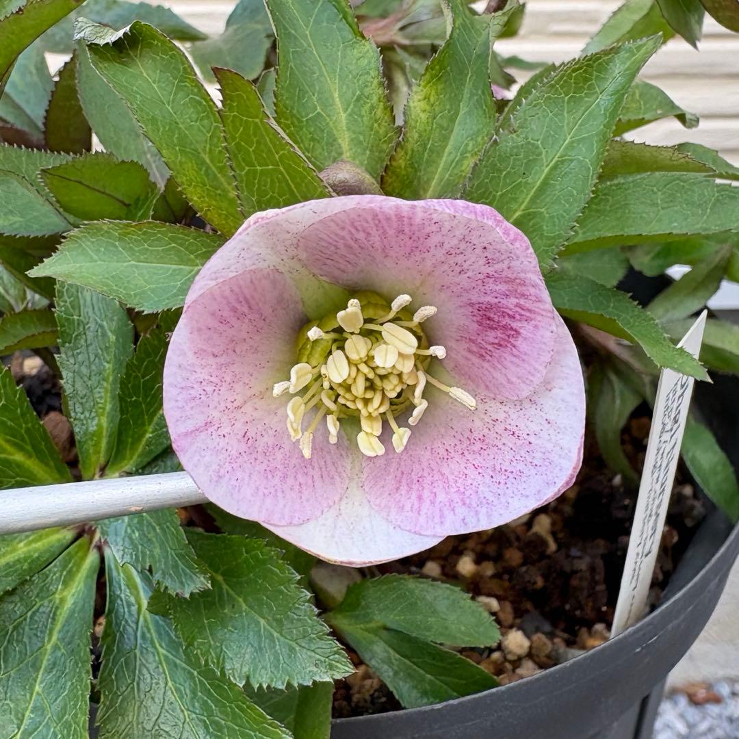 大木ナーサリー　クリスマスローズ