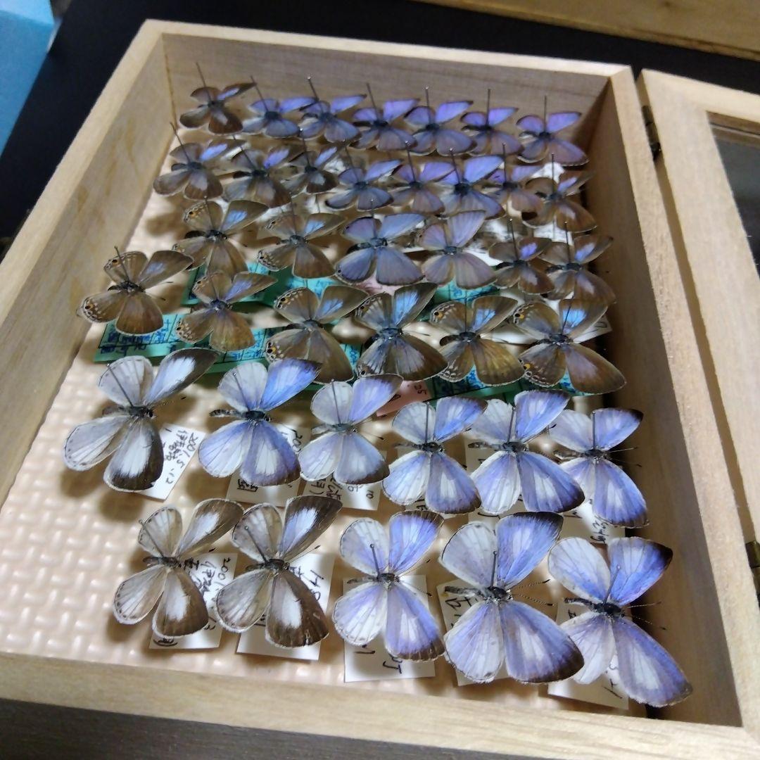hirohiroシジミチョウセット
