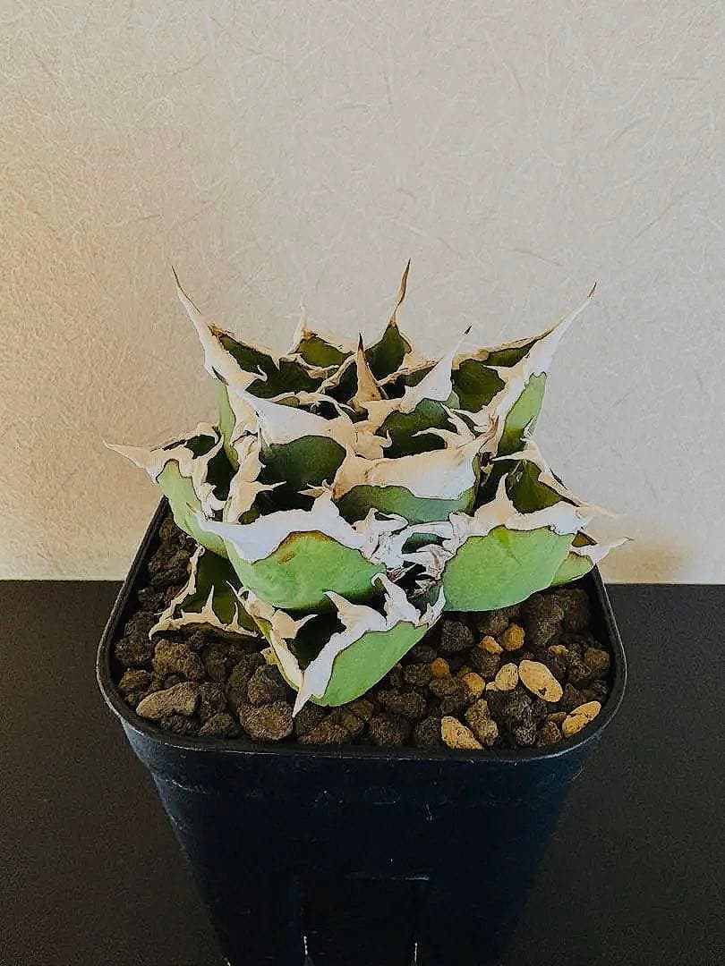 【コレクションOC株】アガベ　チタノタ　狼人