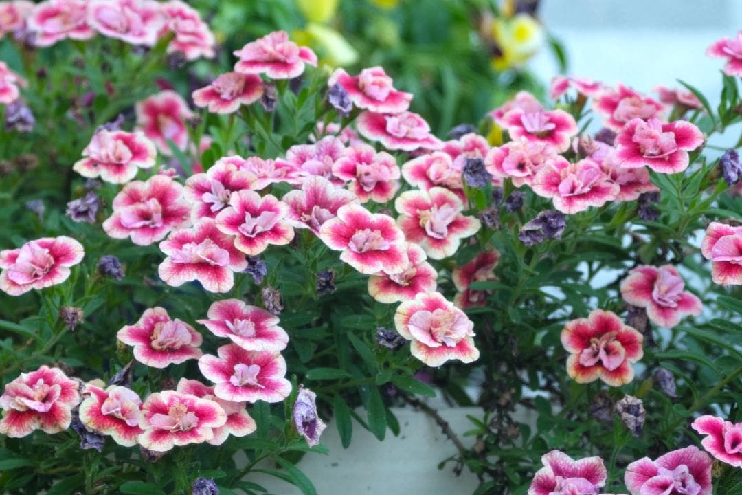 レンズ(単焦点) z