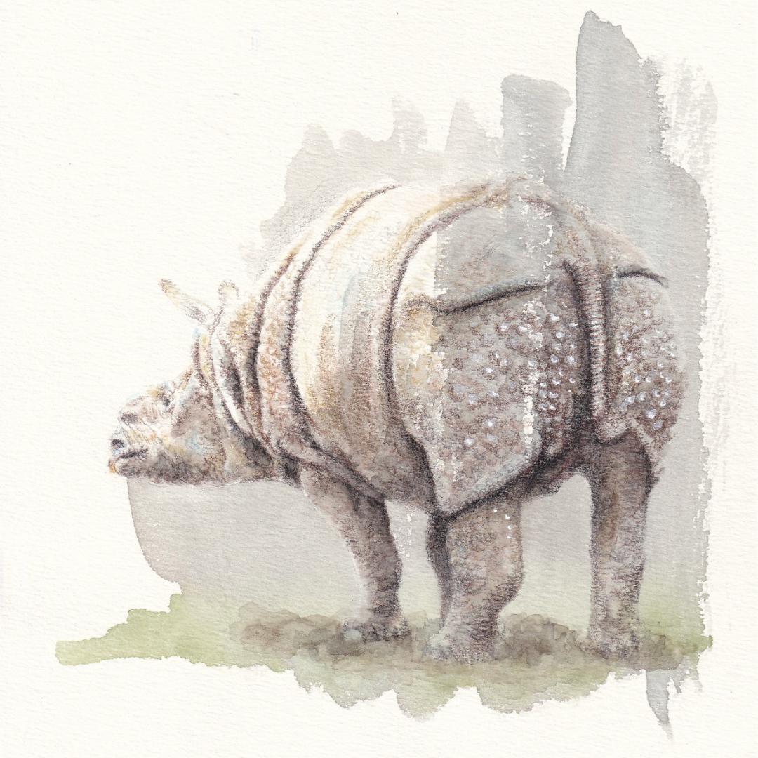 ブロッコリー様 ご依頼作品 インドサイの絵