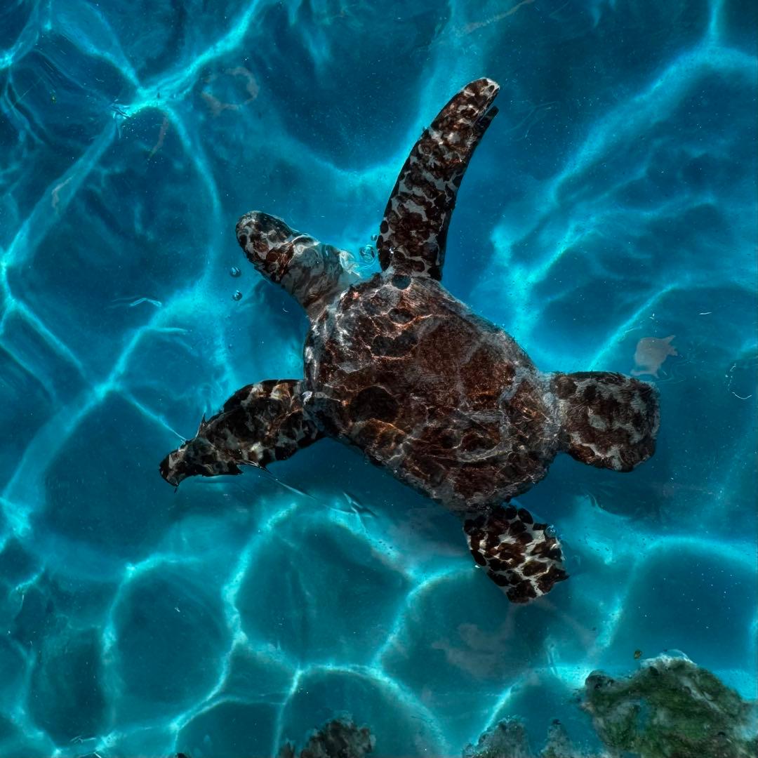 レジンアート オーシャンアート ウミガメ ホヌ 海 レジン アートパネル 壁掛