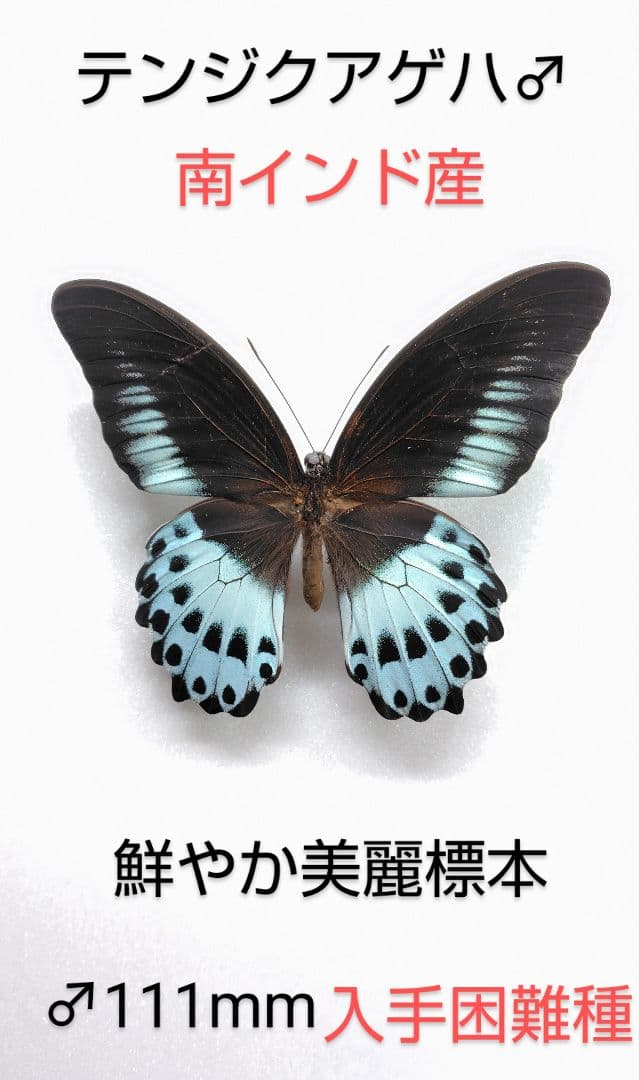 テンジクアゲハ♂標本★ 南インド産★美麗標本・鮮やかな発色 111mmラスト１♂