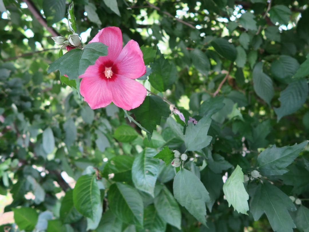 デジタルカメラ mimi