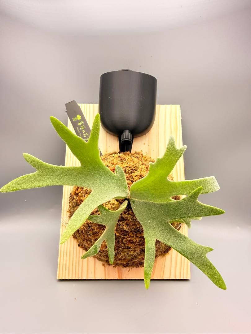 ビカクシダwillinckii Golden Boy spore金童ドワーフ特選