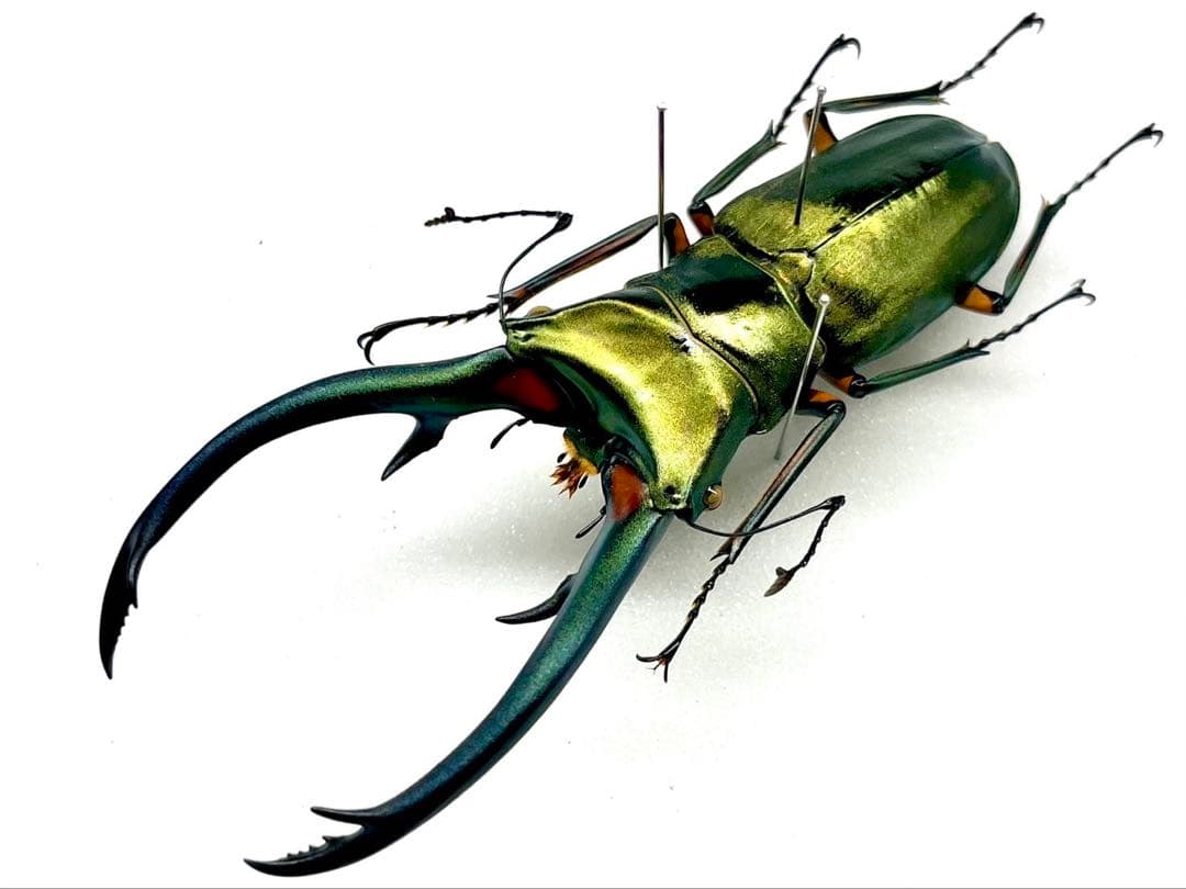 エラフスホソアカクワガタ　標本　93mm