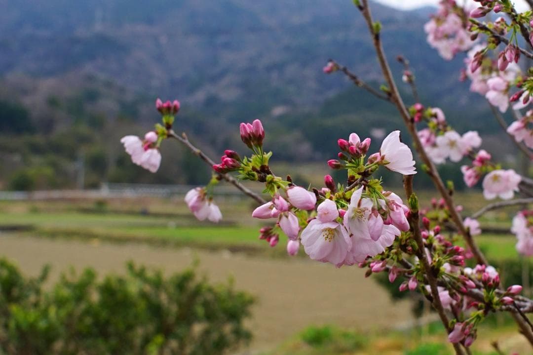 【試写確認済み】リコー XR RIKENON 28㎜ F2.8